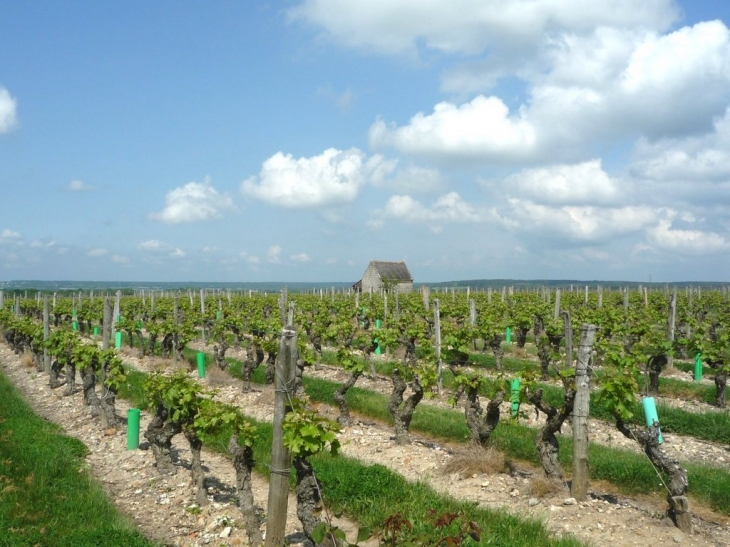 Vignes à Chinon