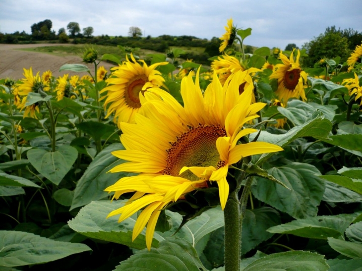 Tournesol - Crissay-sur-Manse