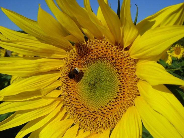 Tournesol - Crissay-sur-Manse