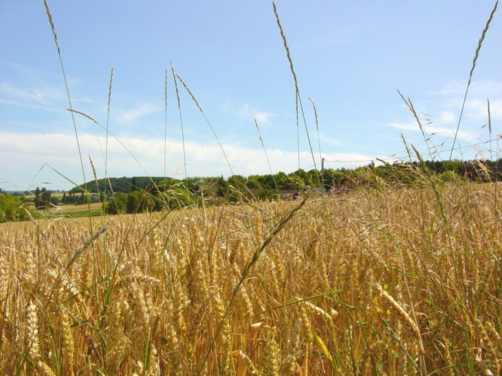 Terre à blé - La Tour-Saint-Gelin