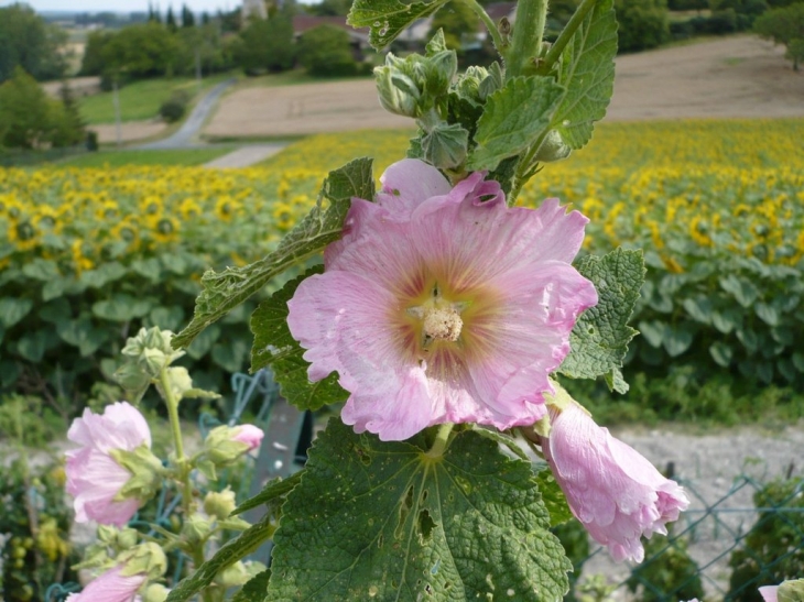 Tournesol et trémière - Panzoult