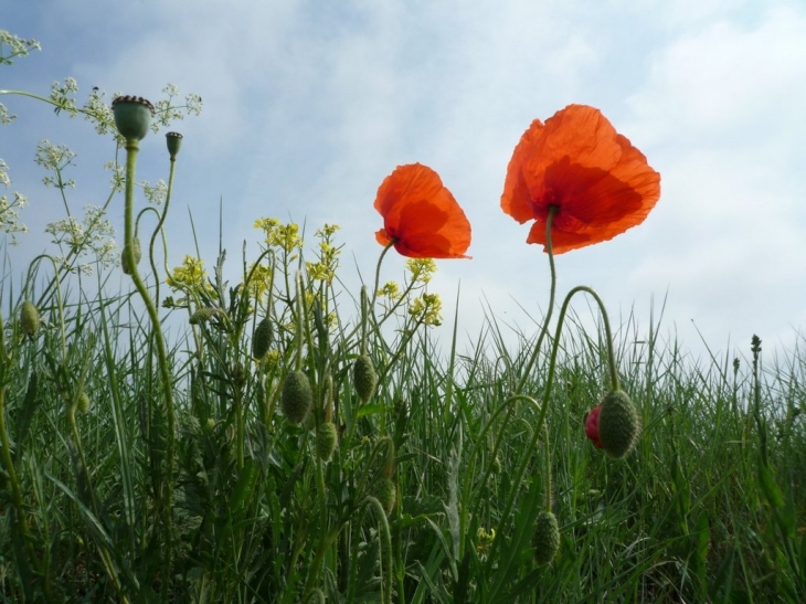 Coquelicots - Ports