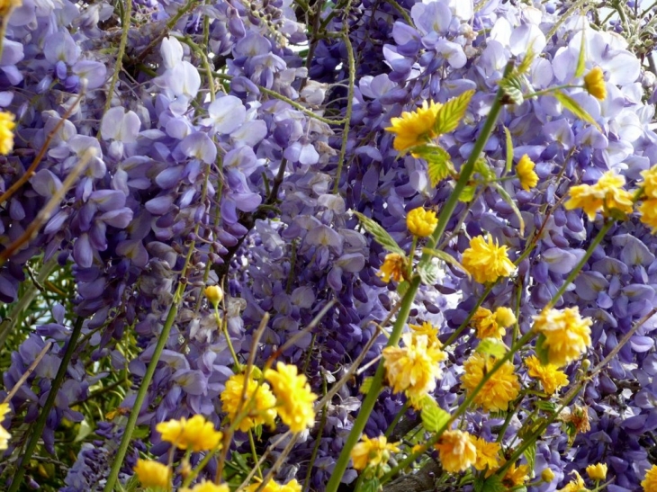 Qqs fleurs - Sainte-Catherine-de-Fierbois