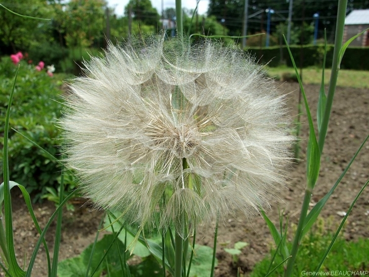 Fleur de grand pissenlit de nos prairies - Semblançay