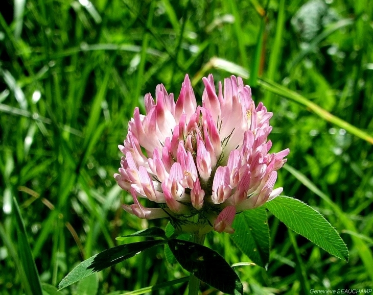 Fleur de trèfle de nos prairies - Semblançay