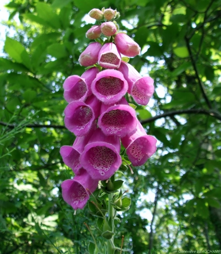 Fleur de digitale dans les sous-bois - Semblançay