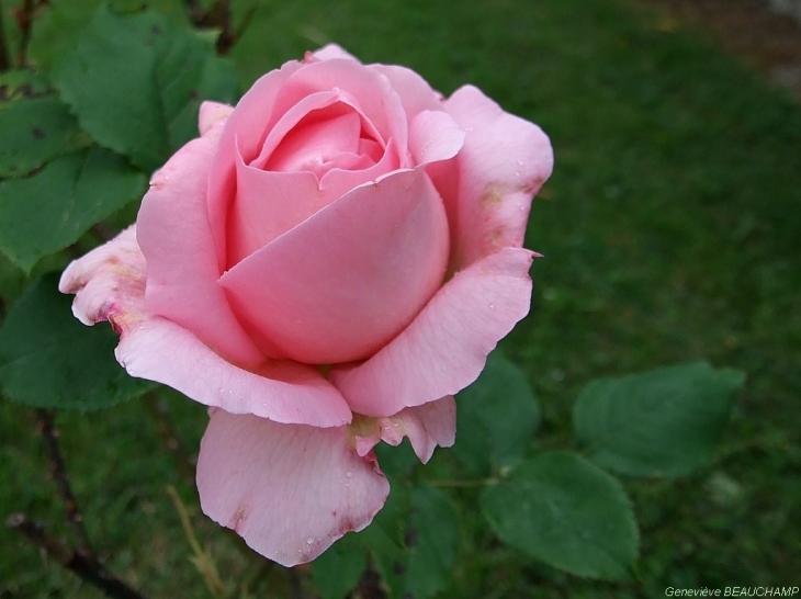 Rose de mon jardin, fragilité et simplicité - Semblançay