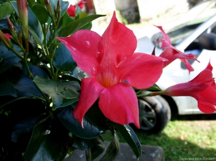 Dipladénia Mandevilla de mon jardin - Semblançay