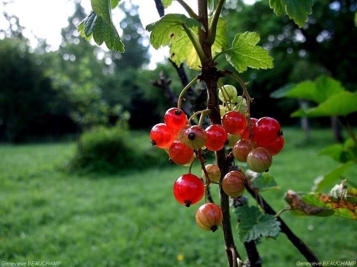 Groseilles de nos jardins - Semblançay