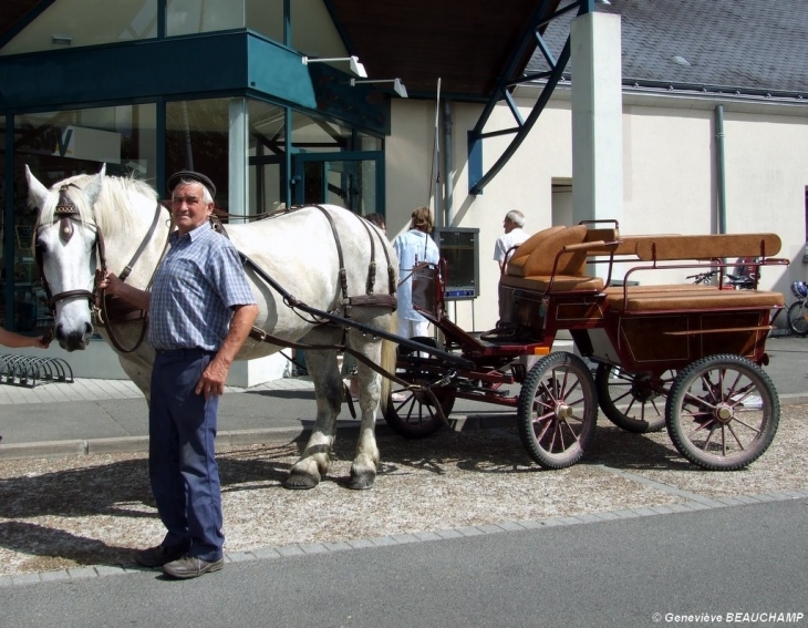 Un des derniers attelages, avec une superbe jument du Serrin - Semblançay