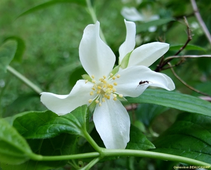 Une fourmi sur une fleur de seringa - Semblançay