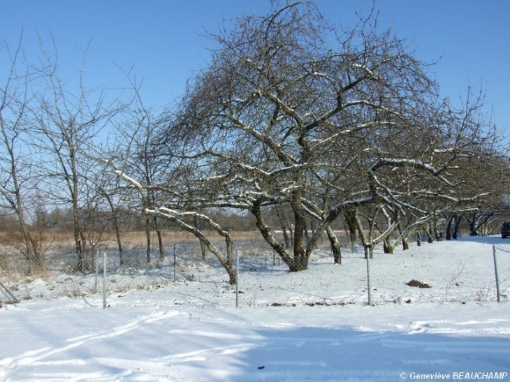 Pommiers neige et soleil - Semblançay