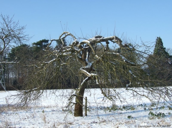 Cerisier neige et soleil - Semblançay