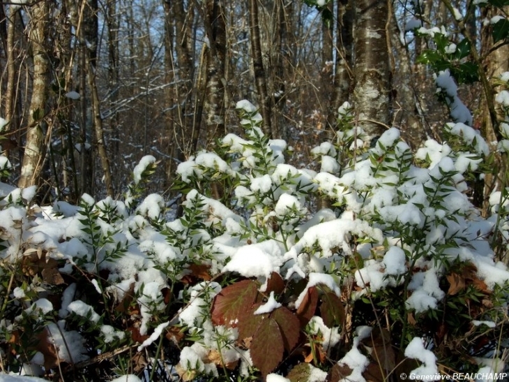 Sous-bois bordant Semblançay