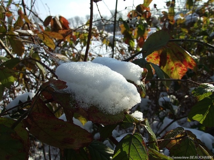 Neige dans la nature - Semblançay