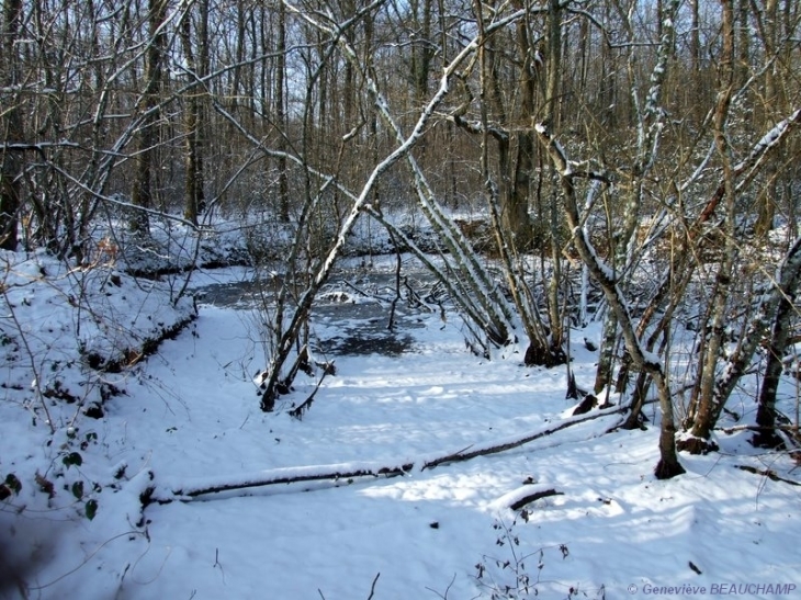 Plan d'eau gelé dans les bois - Semblançay