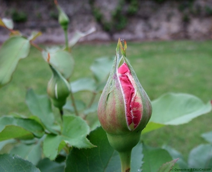 Bouton de rose - Semblançay