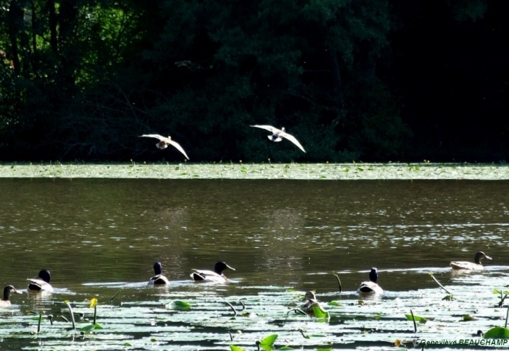 Colverts sur l'Etang des Minoteries - Semblançay