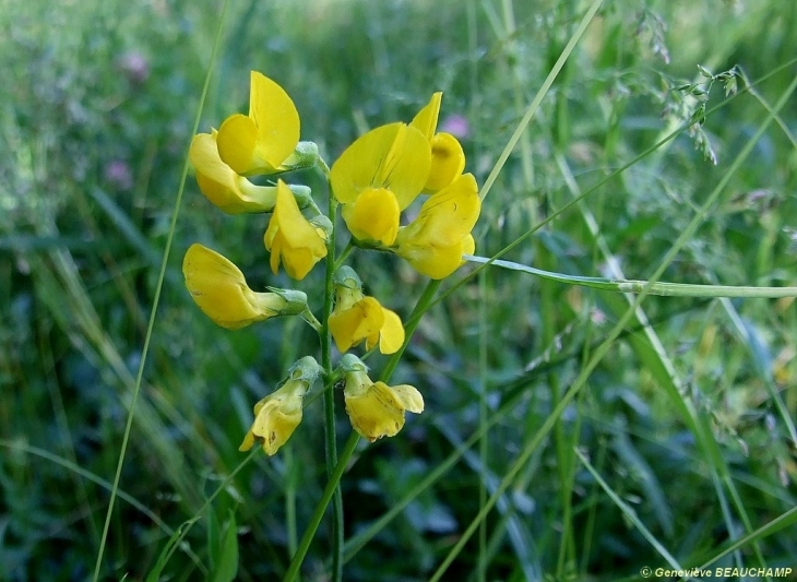 Fleurs des près - Semblançay