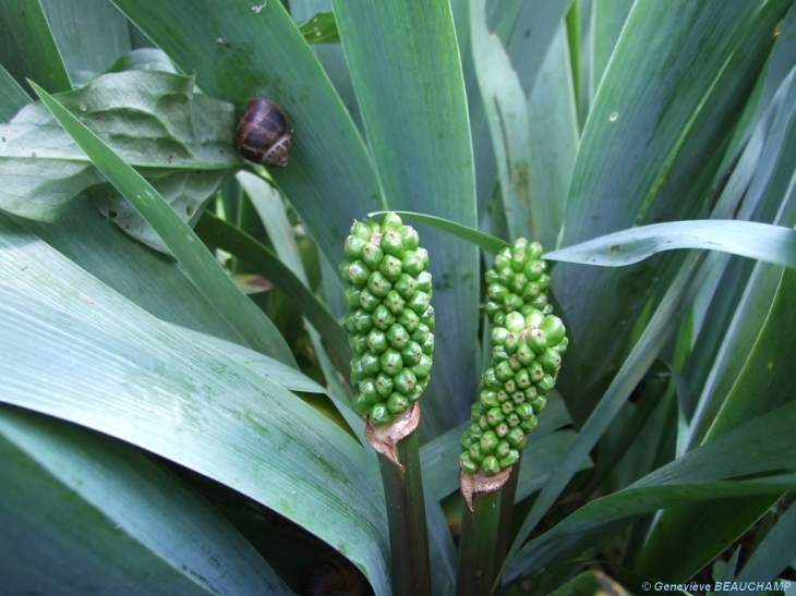 Plantes de mon jardin - Semblançay