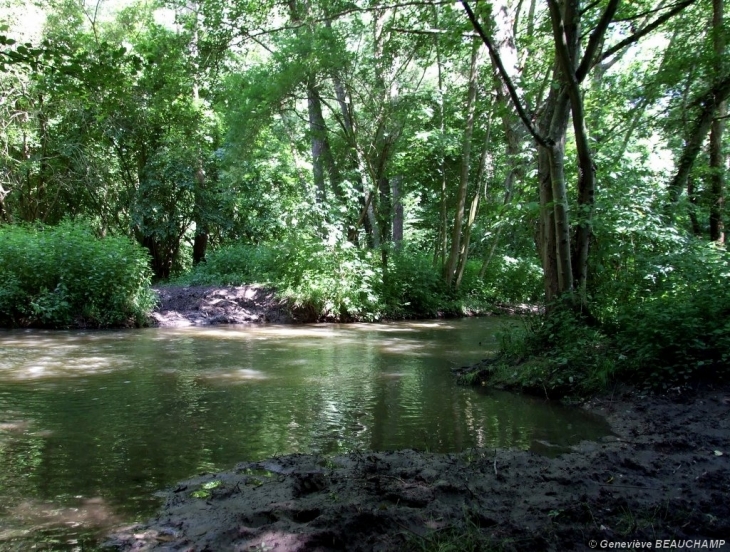 Sous-bois bordant Semblançay