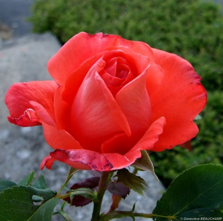 Une rose de mon jardin - Semblançay