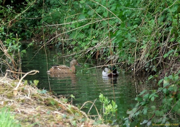 Couple de colverts dans mon jardin - Semblançay