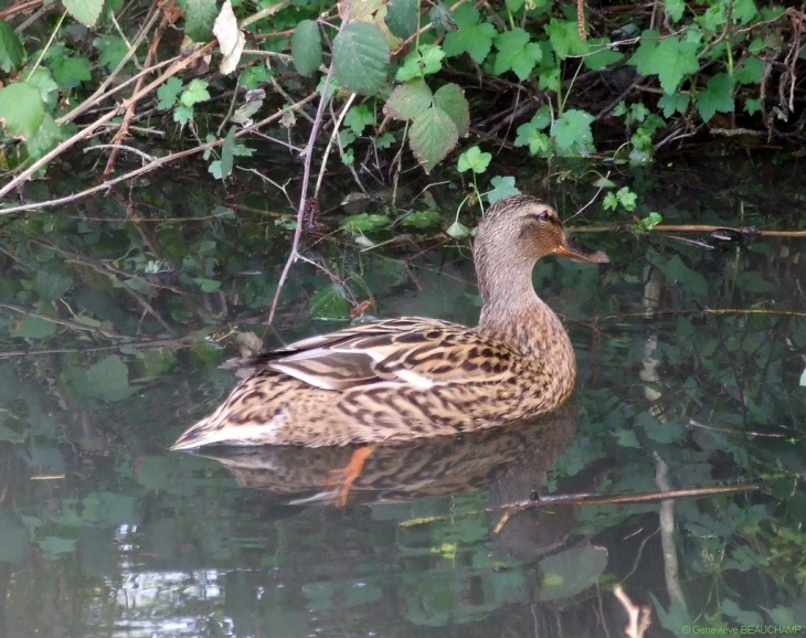 Femelle colvert - Semblançay