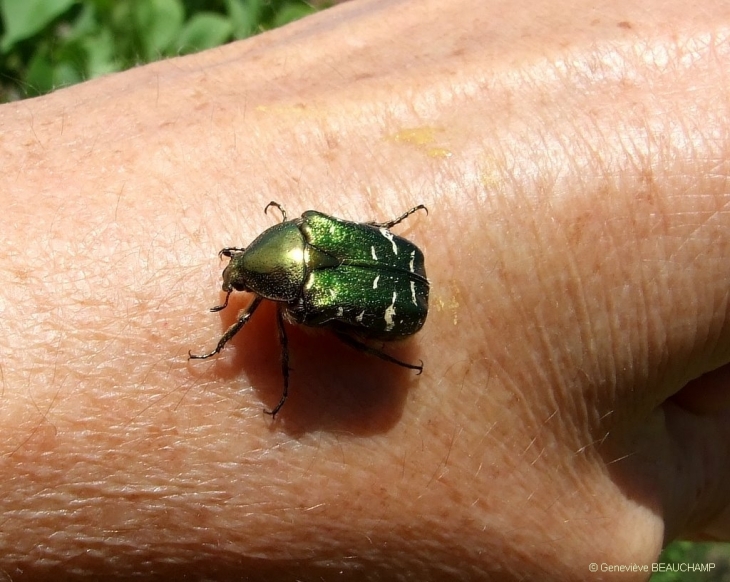 Cétoine doré sur ma main - Semblançay