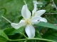 Une fourmi sur une fleur de seringa