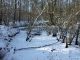 Plan d'eau gelé dans les bois