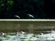 Colverts sur l'Etang des Minoteries