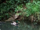 Couple de colverts dans mon jardin