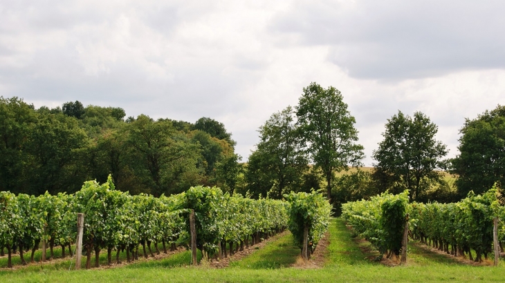 Les Vignes - Tavant