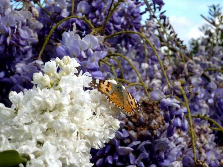 Papillon sur le lilas - Tours