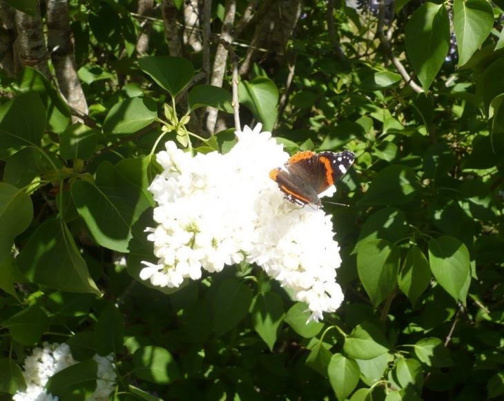 Vulcain sur du lilas - Tours