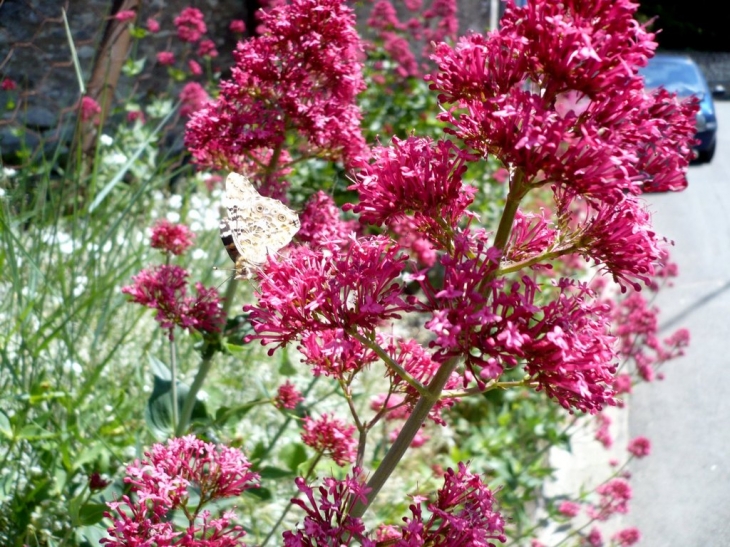 Papillon  et fleurs - Tours