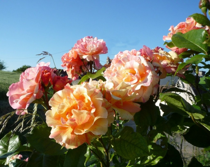 Terre de fleurs - Tours