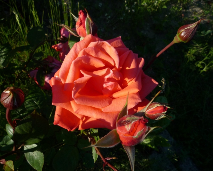 Rose - Tours