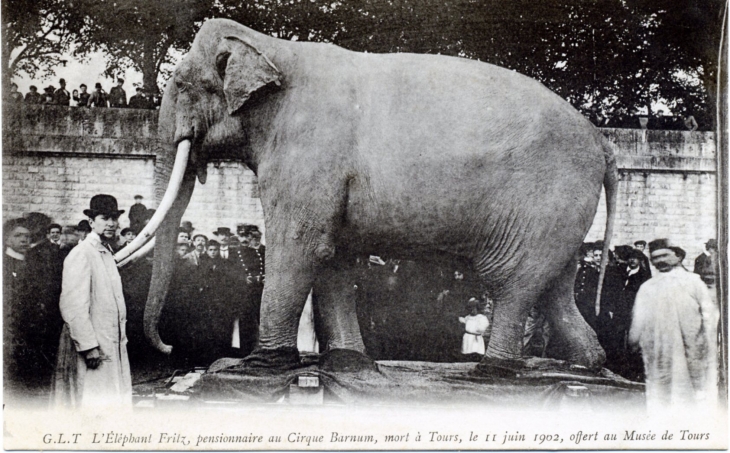 L'éléphant Fritz, pensionnaire au Cirque Barnum, mort à Tours, le 11 juin 1902, offert au Musée de Tours,(carte postale ancienne).