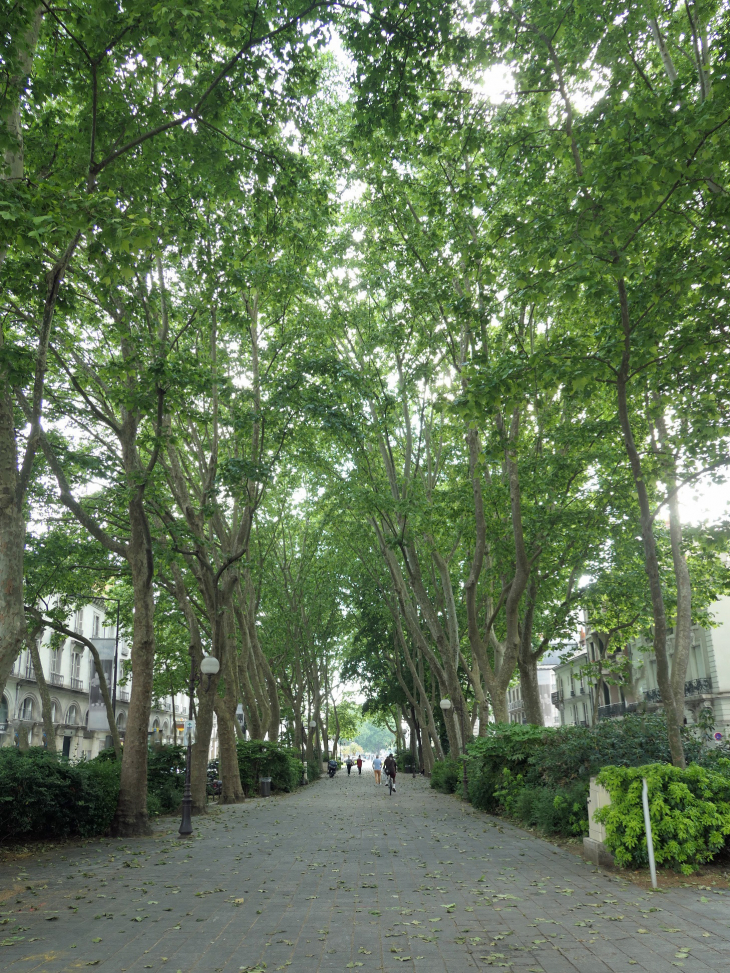 Rue piétonne ombragée - Tours