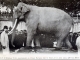 Photo précédente de Tours L'éléphant Fritz, pensionnaire au Cirque Barnum, mort à Tours, le 11 juin 1902, offert au Musée de Tours,(carte postale ancienne).