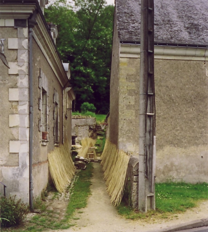 Osier qui sèche - Villaines-les-Rochers