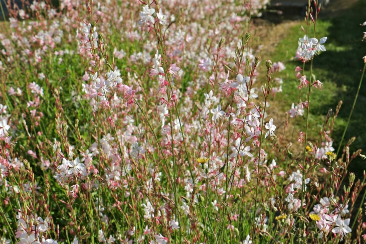 Les fleurs autour de l'église. - Chitray