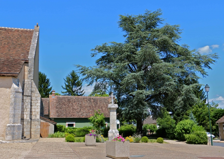 Le beau cèdre de la place de l'église. - Douadic