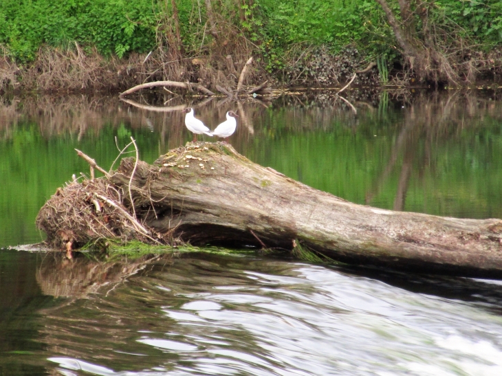 Mouette de Brenne sur la Creuse, au BLANC (Indre). - Le Blanc