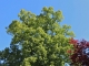 Le bel arbre sur la place de l'église.