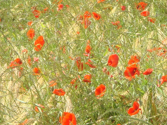 Poppies at Urcier en Mai - Urciers