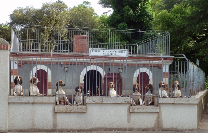 Au revoir les chiens - Cheverny