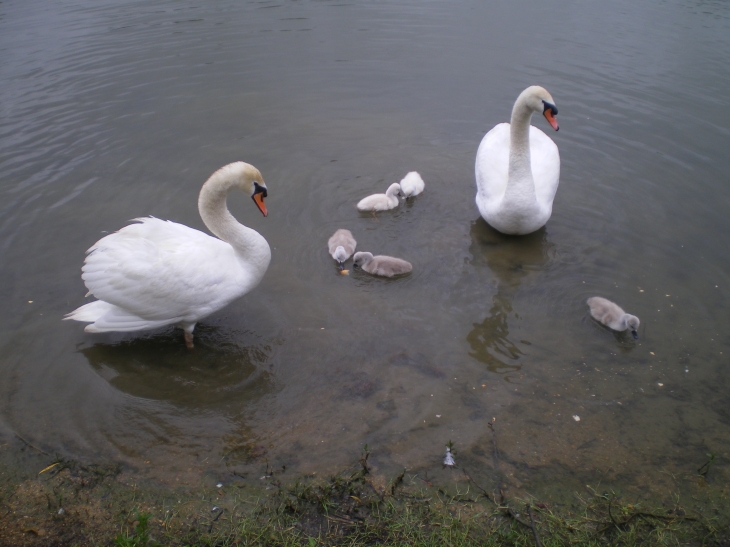 Des habitants du lac - Morée